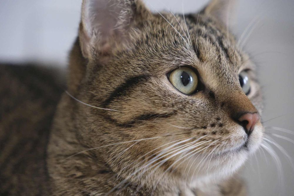 Rysiu…Ryś szuka domu