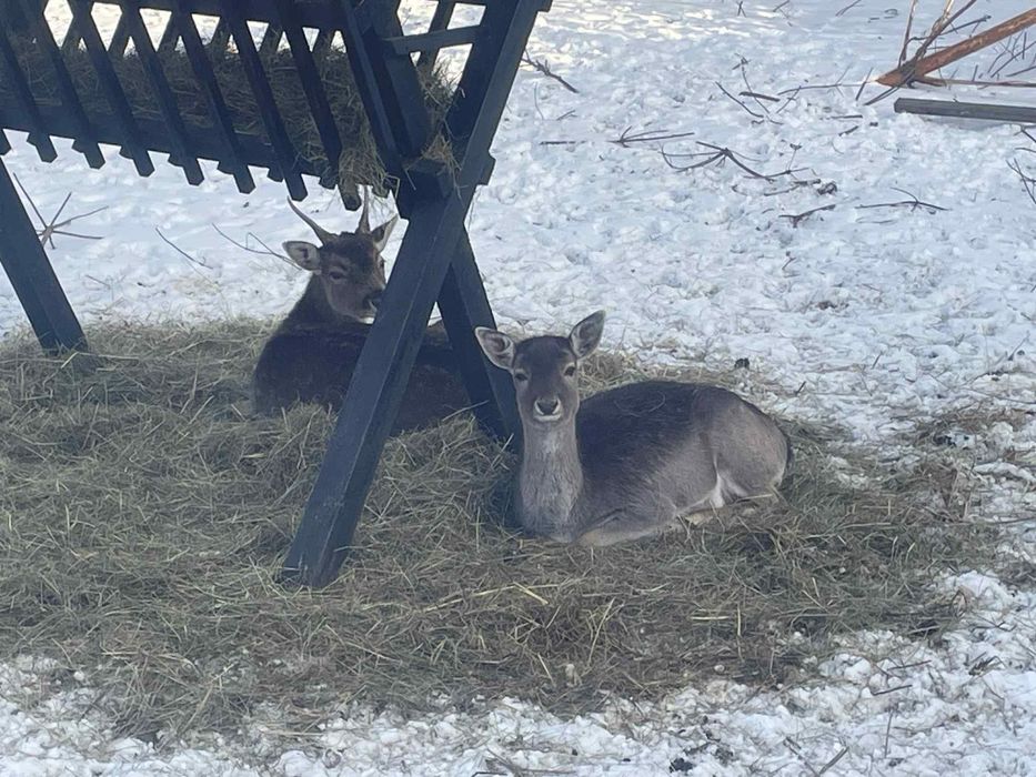 Sprzedam parę danieli