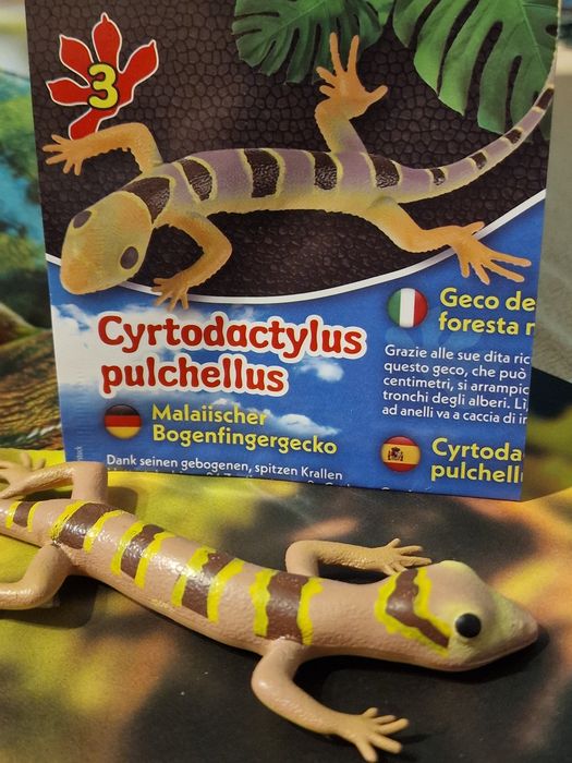 Geckos Planet WOW Blue Ocean Figurka Gekon Cyrtodactylus pulchellus