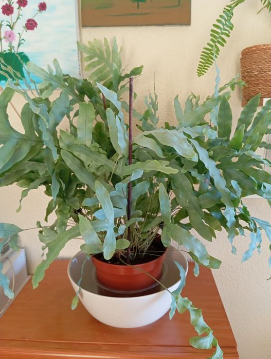 Plantas naturais a 15 euros