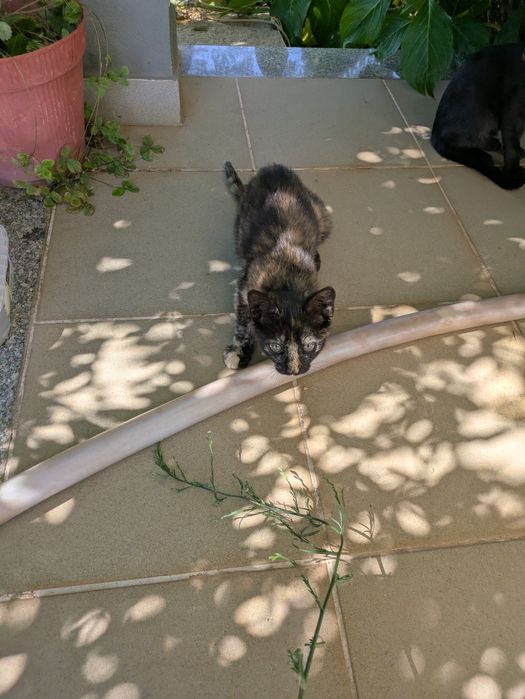 3 gatinhos bebés para adopção - gatos