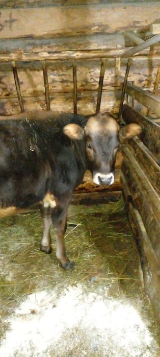 Телиця 1 рік.....