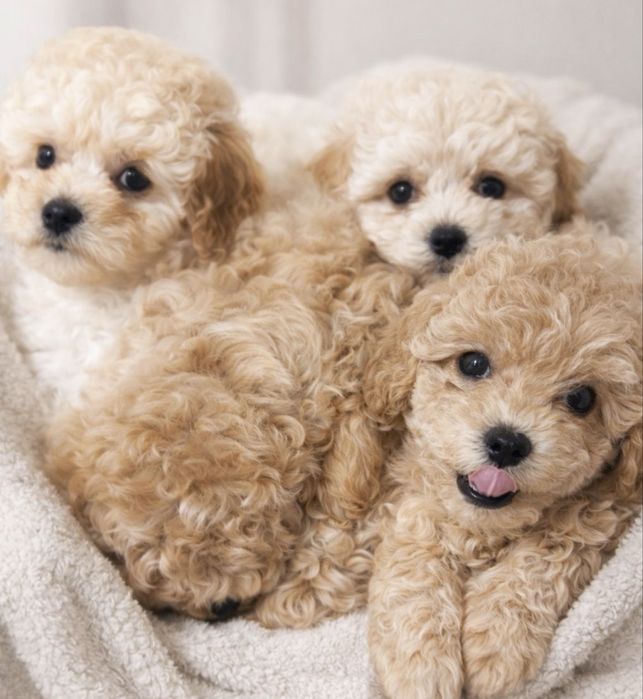 Пушон цуценятка)