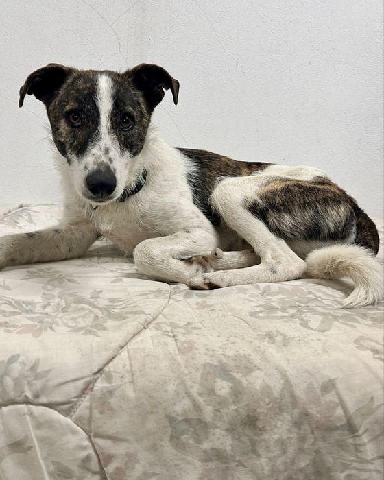 Cão macho com cerca de 2 anos idade para adoção responsável