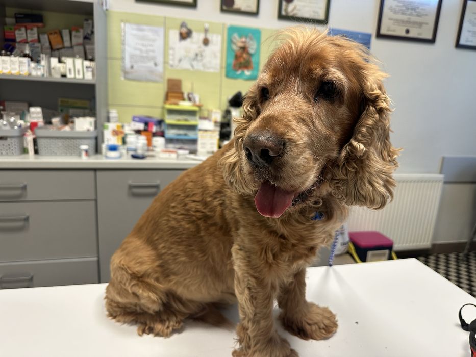 Coker Spaniel znaleziony w Łowęcicach gmina Miękinia