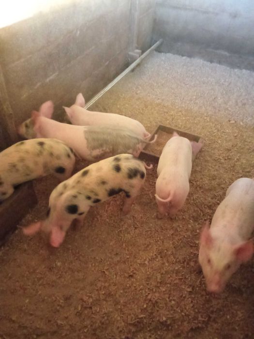 Vendo leitões bons.