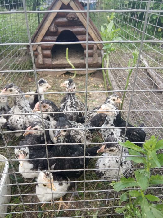 Циплята декоративних курочок!