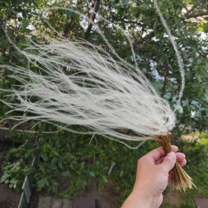 Ostnica stipa suszona dla bukietów