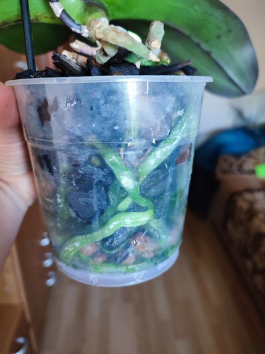 Орхідея Фаленопсис Біг лип квітуча сортова домашня - на фото оригінал