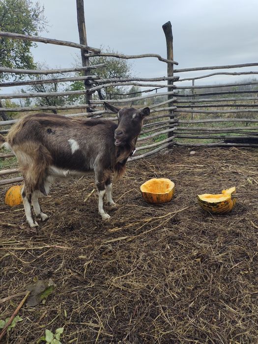 Кози  альпійські , ламанча
