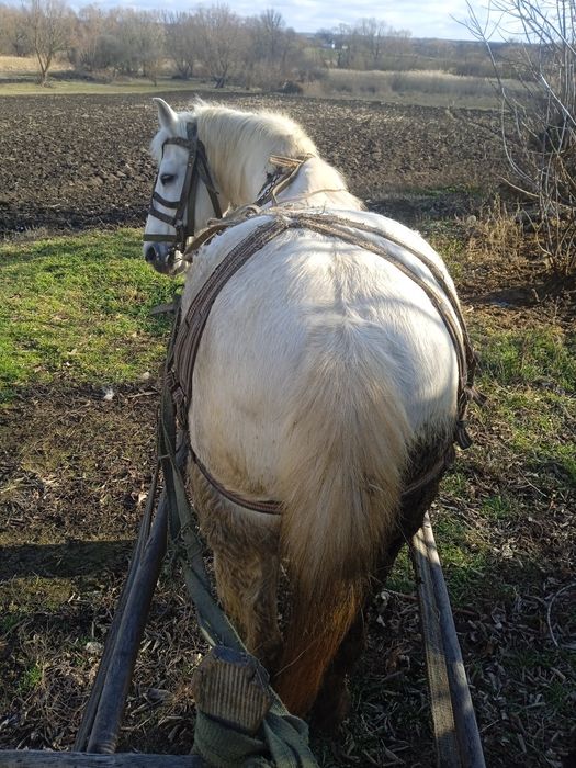 Продам коня 12 років