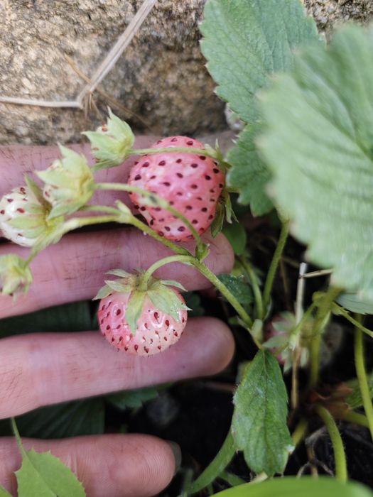 Morangueiros brancos (Albino)