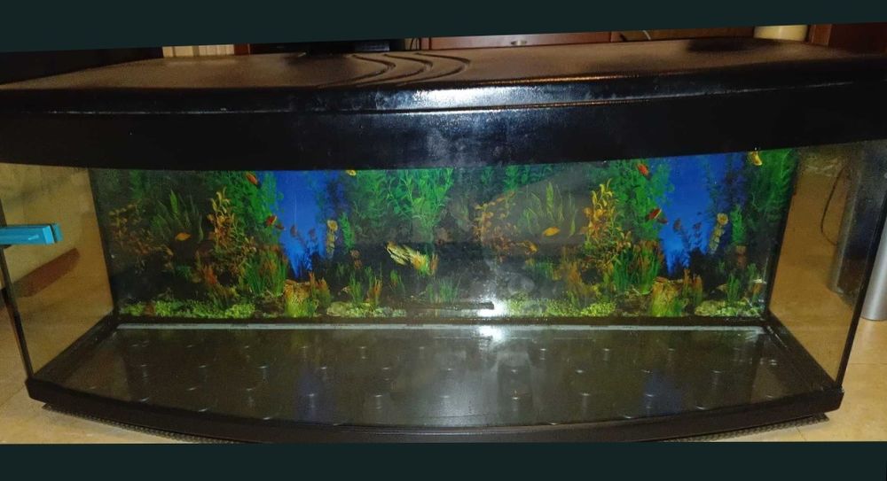 Aquário panorâmico grande