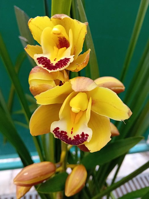 Orquídea Amarela