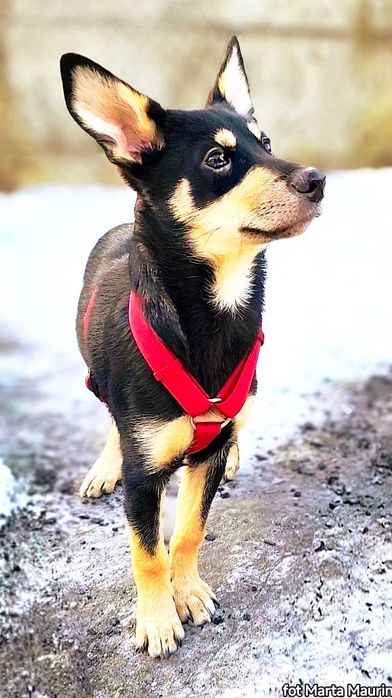 FIBI szczeniak kochajacy wszystkich ludzi