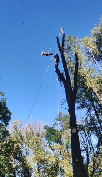 Зрізати дерево, обрізка гілок, срезать дерево, кронирование, арборист