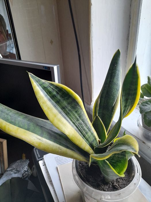 Растения без цветов,но с красивыми листьями