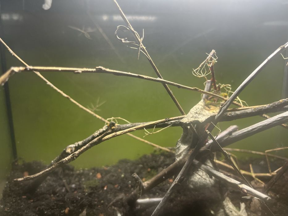 Oddam male patyczaki
