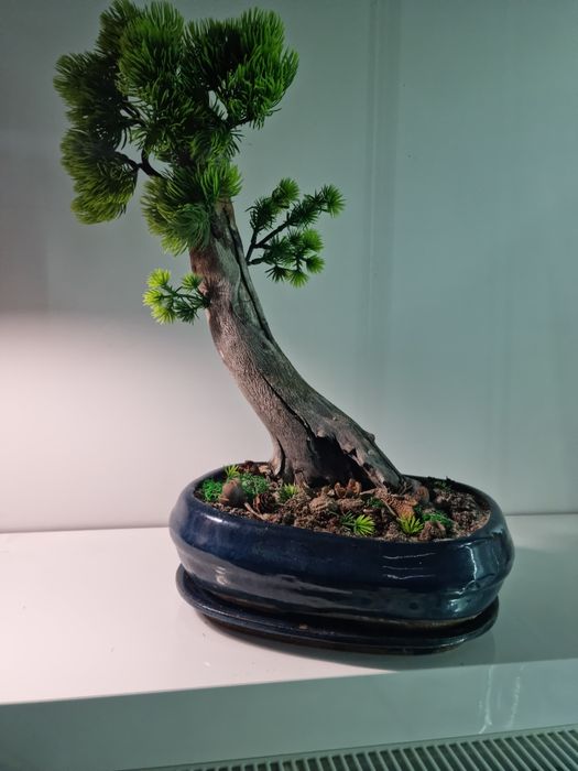 Drzewko   bonsai