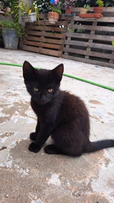 Ofereço gatinhos para adoção responsável