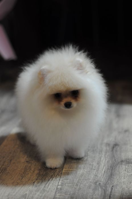 Міні VIP ведмедики