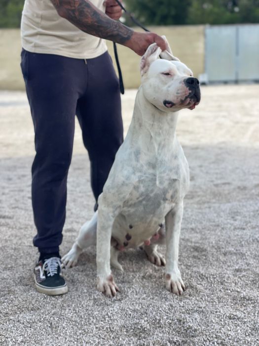 Dogo Argentino Cachorro