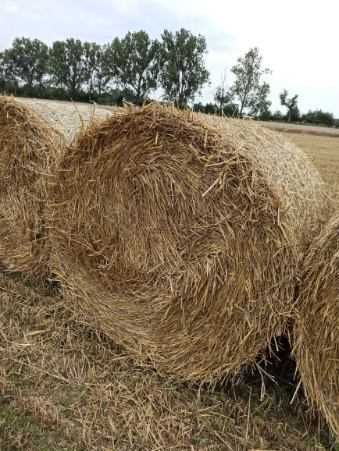 Sprzedam słomę i siano 2025