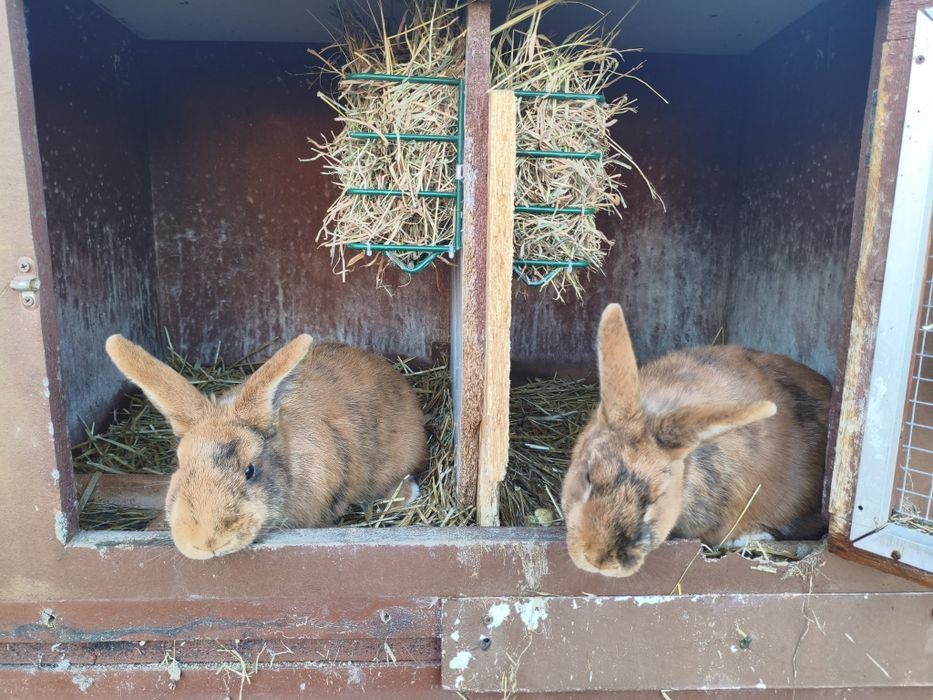 Króliki japońskie nowozelandzki czerwony