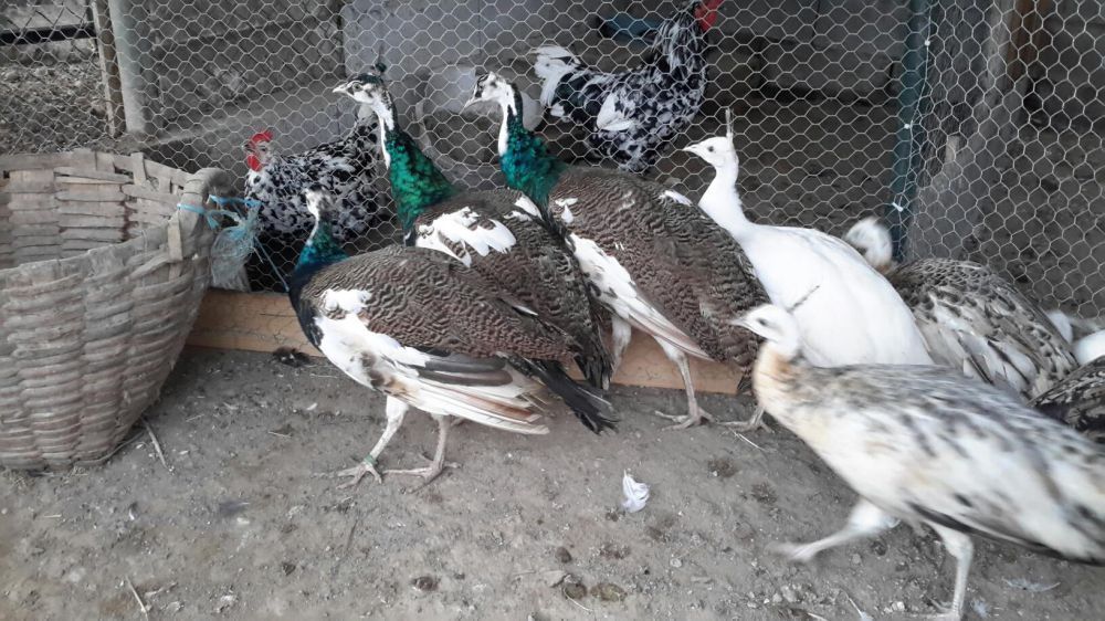 Casais Pavões  × Várias Raças ×