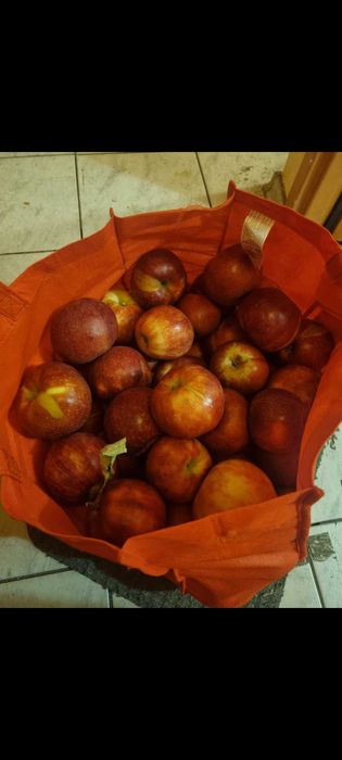 Jablka z ekologicznego sadu bez oprysku