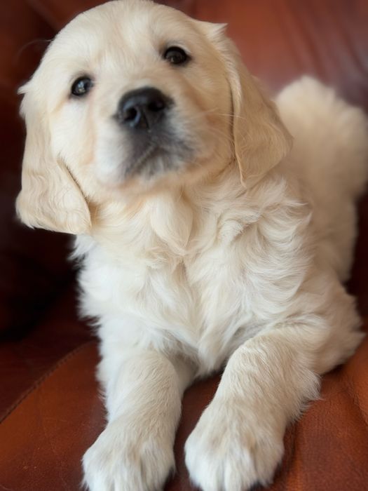 Golden Retriever - szczeniak
