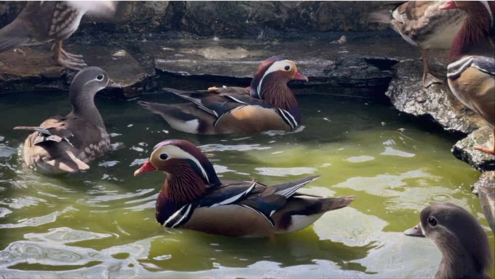Patos mandarins