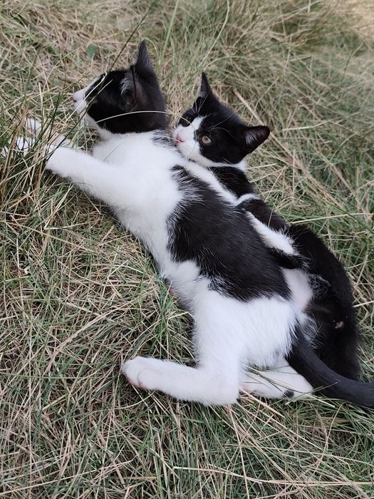 Kotki do adopcji