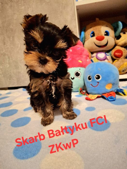 Yorkshire Terrier mini 1,8kg  piękność FCI ZKwP
