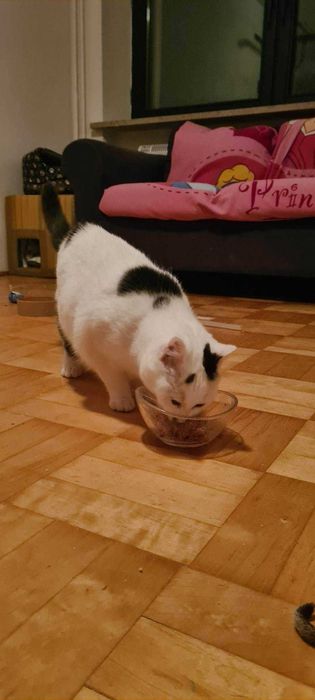 Delikatna Misia do adopcji