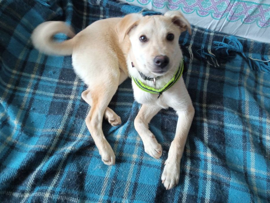 Міша шукає родину