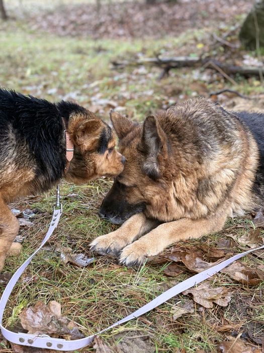 Psia przyjaźń, której nie wolno rozdzielić – szukają domu