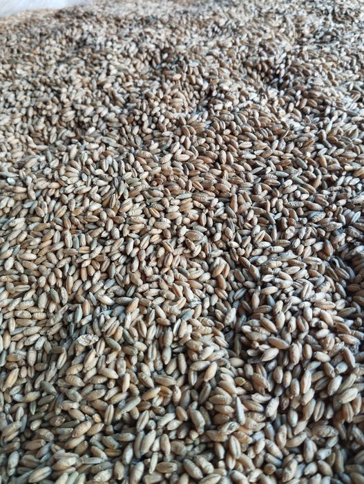 Sprzedam Jęczmień,pszenżyto