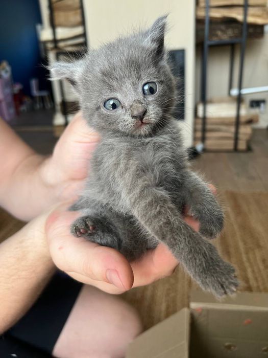 Кошенятя. Котята. Безкоштовно. Харків. Солоницівка