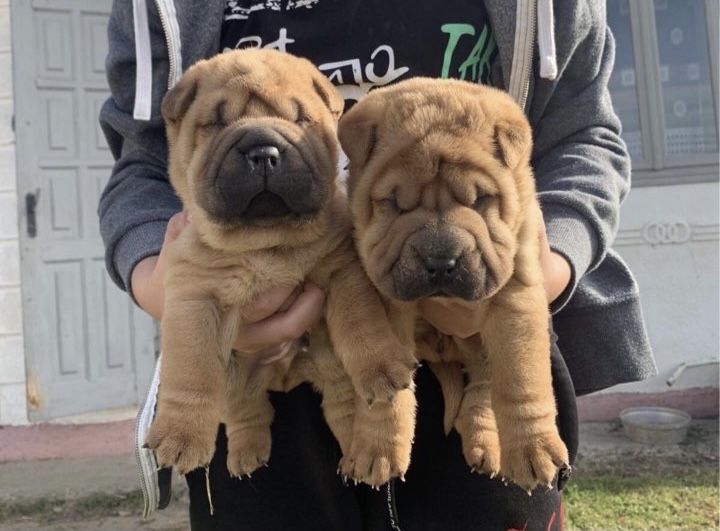 В'язка Шарпей розвязаний