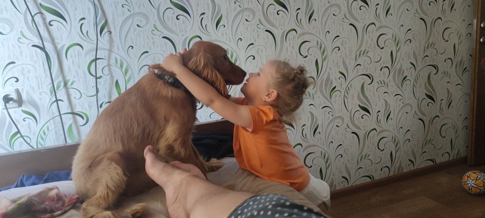 Продам собаку в хороші руки