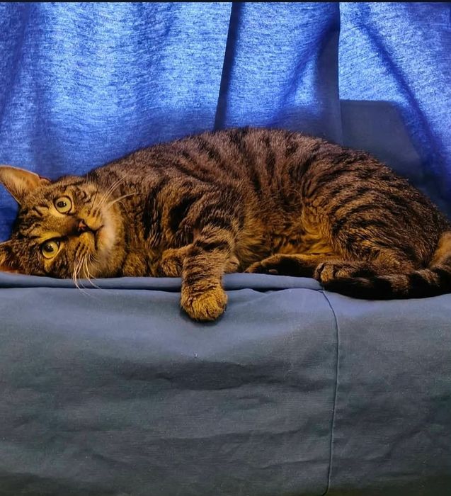 do adopcji kot FERDEK