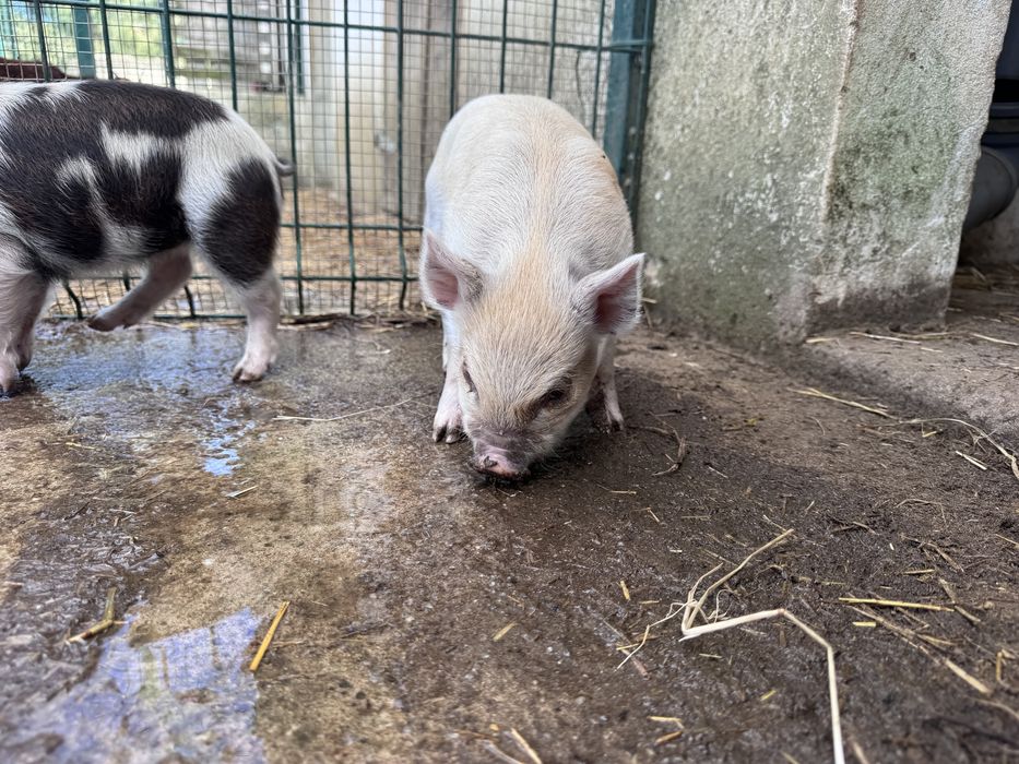 Porcos  raca kunekune