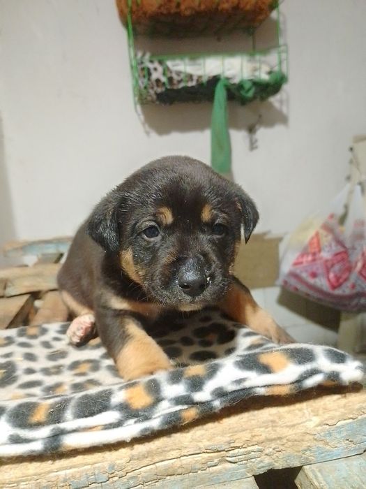 Бутуз вакцинирован с приюта