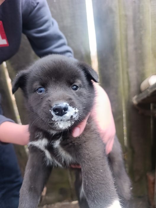 Продам Щенків Лайки