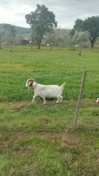 3 cabras boer para venda
