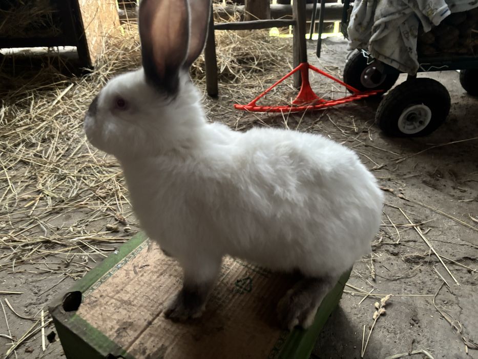 Samiec kalifornijski