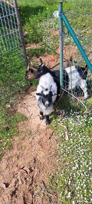Cabrito anão mini com 6 meses  a cobrir  venda ou troca