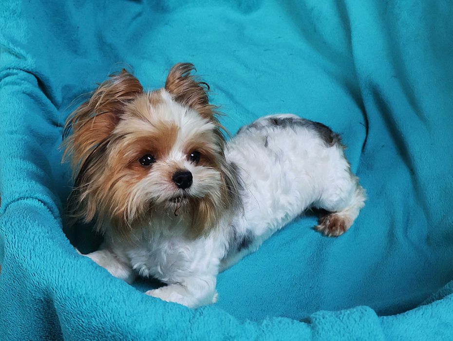 Yorkshire Terrier Yorki York Blueberry