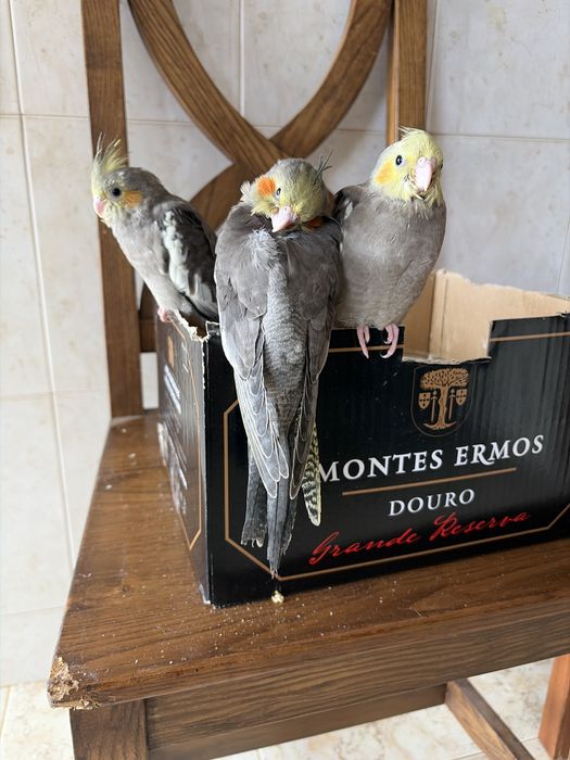 Caturras  tons amarelos e cinza